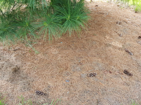 pine cones for outdoor kids activities