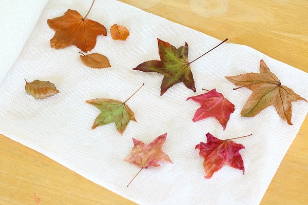 preserve fall leaves activity for kids