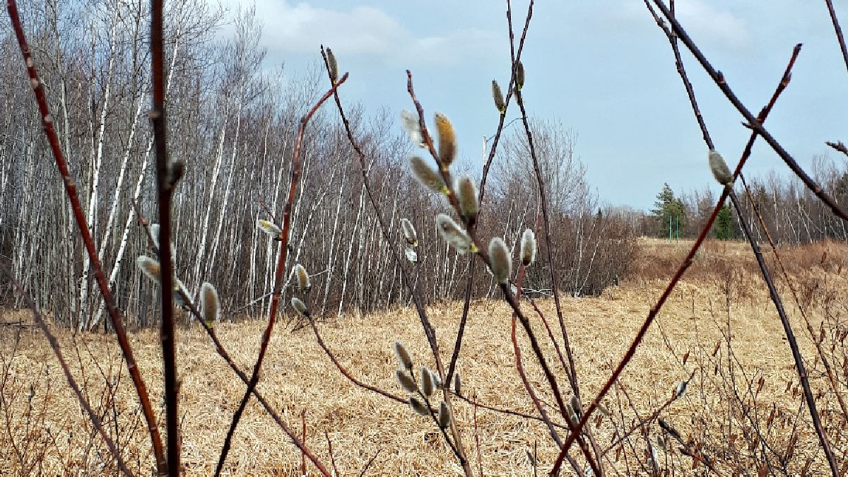 easy catkins craft for kids for spring