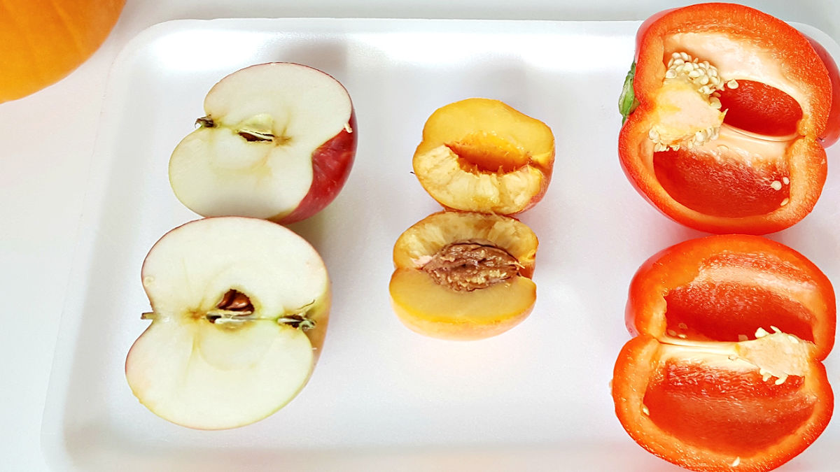 science of seeds in foods we eat for early learners