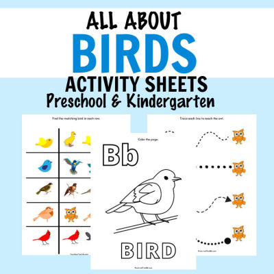 Printable resource about birds for preschoolers
