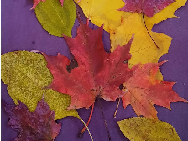 collage of autumn leaves kids craft