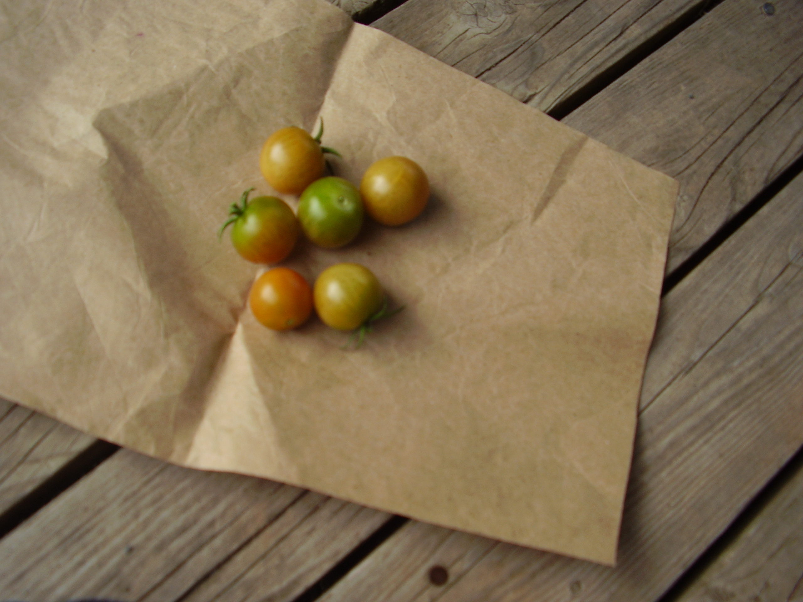 Grow veggies for fall activities with preschoolers