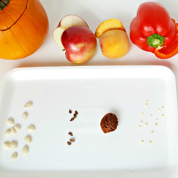 preschool seed activities for autumn
