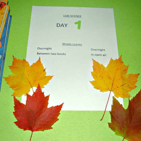 autumn science of leaves for preschool and kindergarten