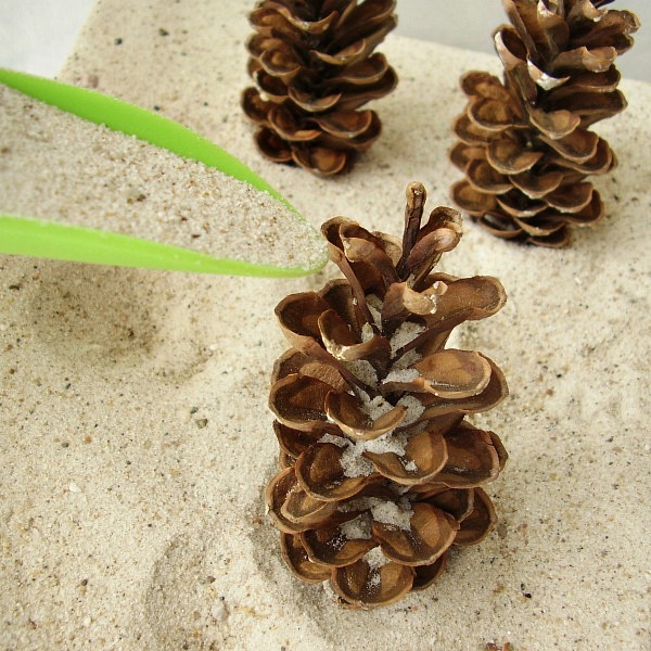 Pour sand over pine cones in the sandbox