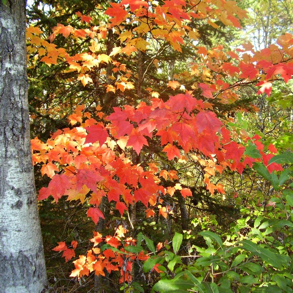 Observing leaves in autumn with kids science