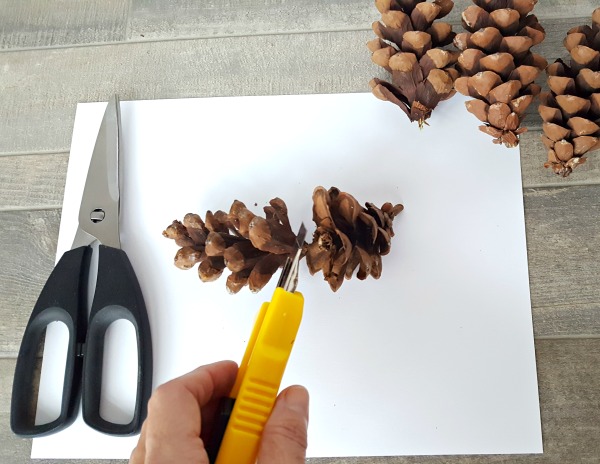 separate tops of pine cones for a painting activity