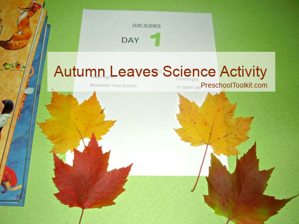 kids leaf science fall season activity