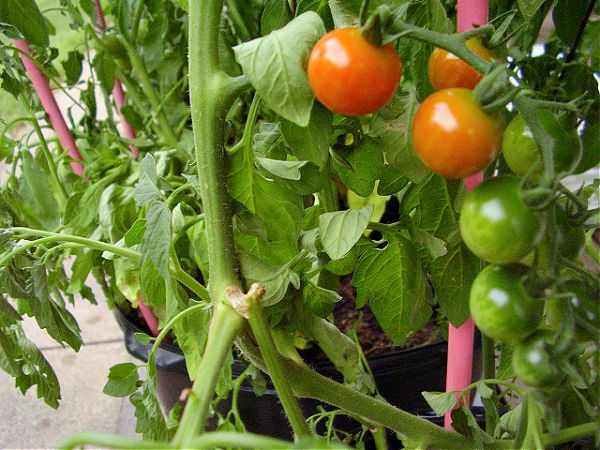 grow veggies in deck planters