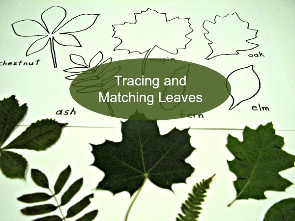 preschool math with leaves nature activity